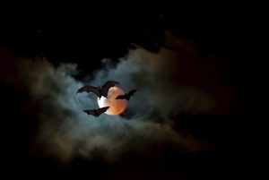 Flying Fox or fruit bat over dark sky